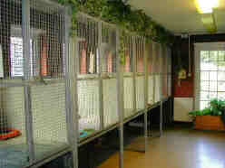 Most of our cattery homes are raised off the ground for added comfort.  However, we do have some at floor level for the older cats and the slightly infirm.